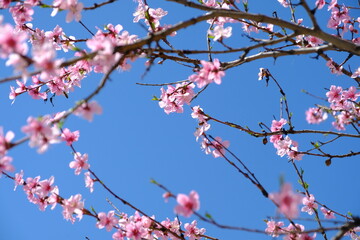 pink cherry blossom