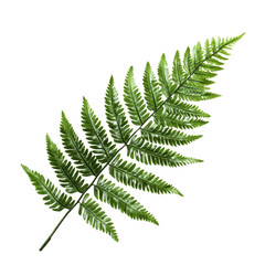 Closeup of a Vibrant Green Fern Leaf