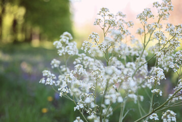 Summer background. White wildflowers at sunset. Blurred background, shallow depth of field, space for text.