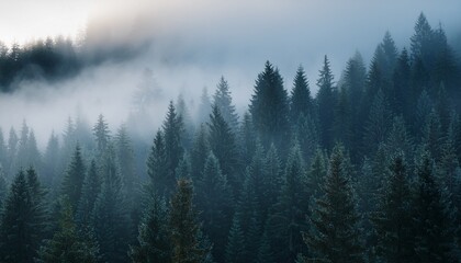 Fototapeta premium fog in the mountains