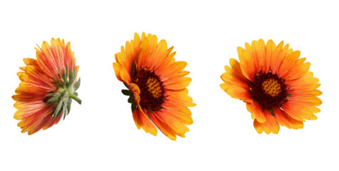 Bright orange flowers of Gaillardia Pulchella isolated on a white background in different angles. Design element for creating collages, floral arrangements, cards, invitations.