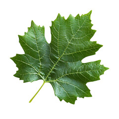 Fototapeta premium Closeup of a vibrant green grape leaf
