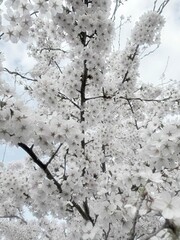 White cherry blossom tree in a spring afternoon 