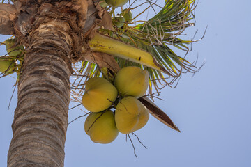 Acercamiento a cocos colgando de palmera con fondo de cielo azul