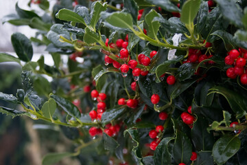 Red berries close-up against carved leaves