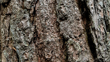 Fototapeta premium tree bark texture