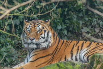Tiger staring lazily at the camera