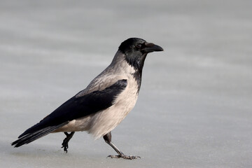 Hooded crow on the ice