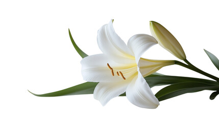 Single white Easter lily flower resting on a plain white background with no shadows, symbolizing purity and Easter season.