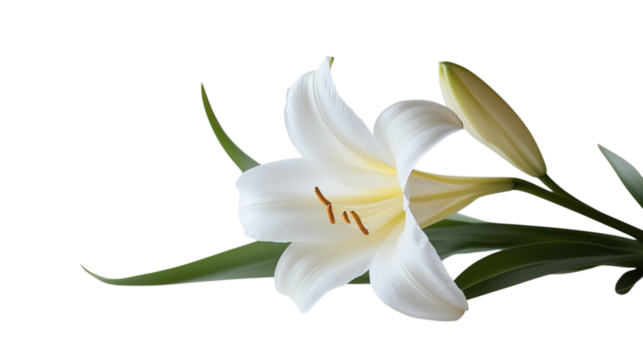 Single white Easter lily flower resting on a plain white background with no shadows, symbolizing purity and Easter season.