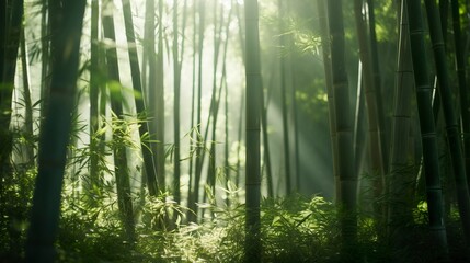 A photo of a serene bamboo forest with sunlight filter