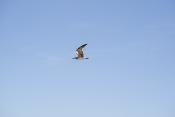 Gaviota volando en el cielo azul con sus alas extendidas