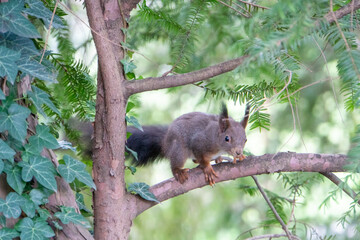 Eichhörnchen sitzt auf einem Ast in einem Baum