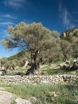 Olivenb&auml;ume auf MAlorca