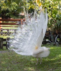 Albeno peacock with full white feathers