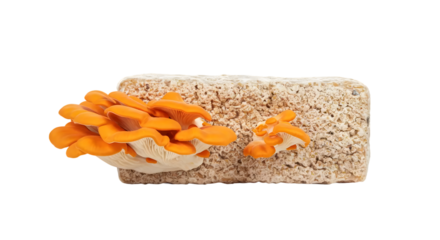 Vibrant Orange Mushrooms Growing on Natural Substrate, Showcasing Unique Textures and Colors in a Bright, Minimalistic Setting, Perfect for Nature Themes