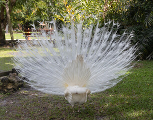 Albeno peacock with full white feathers