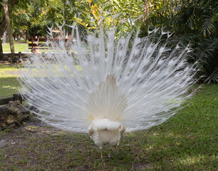 Albeno peacock with full white feathers