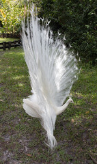 Albeno peacock with full white feathers