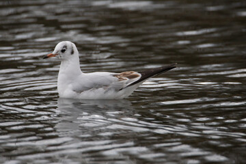 The black-headed gull is a small gull that breeds in of the Palearctic in Europe and Canada. Most of the population is migratory, winters further south, but some reside in westernmost areas of Europe 