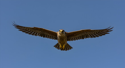 American kestrel soars gracefully through azure sky, wings outstretched, a vision of freedom