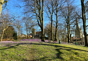 March 2025 Flensburg, Germany - Blooming purple crocus flowers field in the park in city centrum 