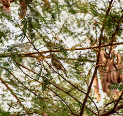 Sparrow sitting ona tree