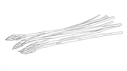 Fototapeta premium Simple Asparagus Illustration