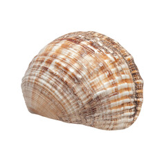 Obraz premium Beautiful Seashell, Nature's Artistic Creation