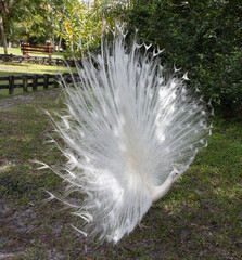 Albeno peacock with full white feathers