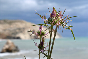
macro photo of nature, blooming thorny thistle against the sky