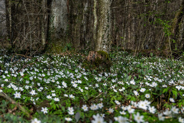 sous bois parsemé de petites fleurs blanches