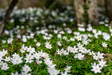 Fototapeta premium sous bois parsemé de petites fleurs blanches