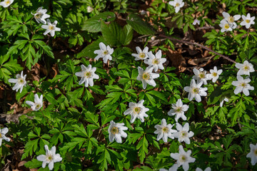 sous bois parsemé de petites fleurs blanches