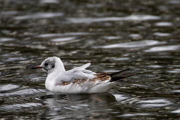 The black-headed gull is a small gull that breeds in of the Palearctic in Europe and Canada. Most of the population is migratory, winters further south, but some reside in westernmost areas of Europe 