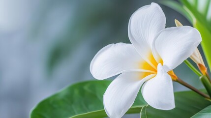 Fototapeta premium Bright and clear close-up of a beautiful white flower with vibrant yellow center against a lush green background