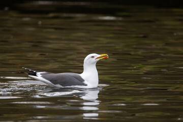 Gulls, or colloquially seagulls, are seabirds of the family Laridae in the suborder Lari. They are related to the terns and skimmers and distantly related to auks, and even more distantly to waders 