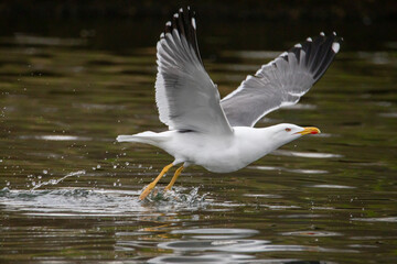 Gulls, or colloquially seagulls, are seabirds of the family Laridae in the suborder Lari. They are related to the terns and skimmers and distantly related to auks, and even more distantly to waders 