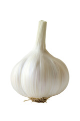 Isolated garlic bulb