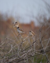 Three sparrows perched on dry twigs in soft natural light
