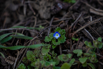 Veronica persica, ivy-leaved, blue small flowers, bright, green shallow leaves, white, grass, weed, macro, close-up, early spring, park, nature