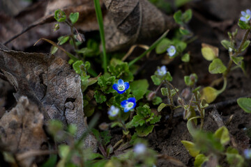 Veronica persica, ivy-leaved, blue small flowers, bright, green shallow leaves, white, grass, weed, macro, close-up, early spring, park, nature