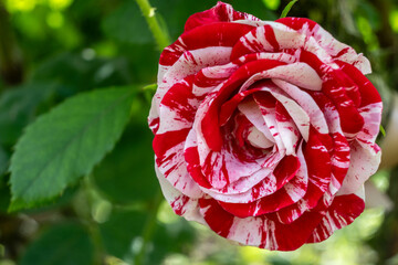 A bicolor rose displaying red and white stripes. Roses are popular in gardens, representing love...
