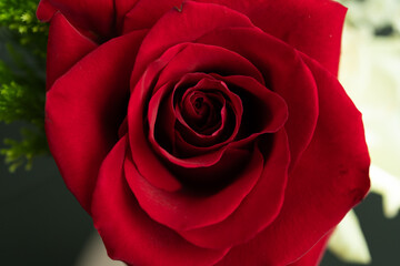 red rose with water drops