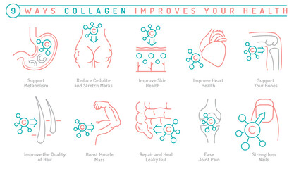 How collagen improves human health. Vector illustration in outline linear style