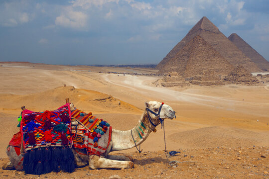 Camel resting in the Egyptian desert near the Pyramids in Giza - Powered by Adobe