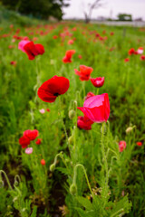 Obraz premium Poppy fields, introduced to Japan in Meiji era, symbolize remembrance. Red blooms contrast with lush green grass, a vibrant natural display in open air.