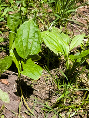 Fototapeta premium Close-up of Broadleaf Plantain Plantago major growing in grass, with large oval ribbed leaves. Vertical