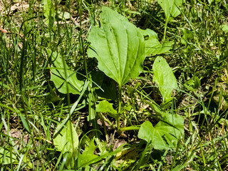 Broadleaf plantain Plantago major growing in grass with large oval ribbed leaves