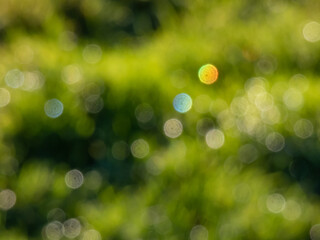 Green bokeh effect and purposely blurred view of sunlight throught green leaves. Green, blurry...